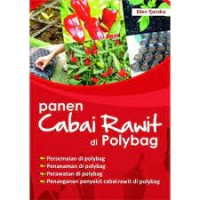 Panen cabai rawit di polybag