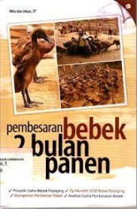 pembesaran bebek 2 bulan panen